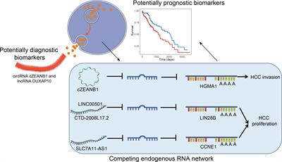 Transcriptome sequencing of hepatocellular carcinoma uncovers multiple types of dysregulated ncRNAs